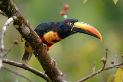 Tucan viaje a Costa Rica