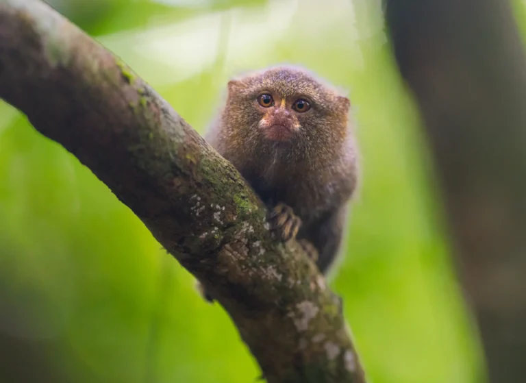 Viaje al Amazonas de Colombia: Selva y Biodiversidad