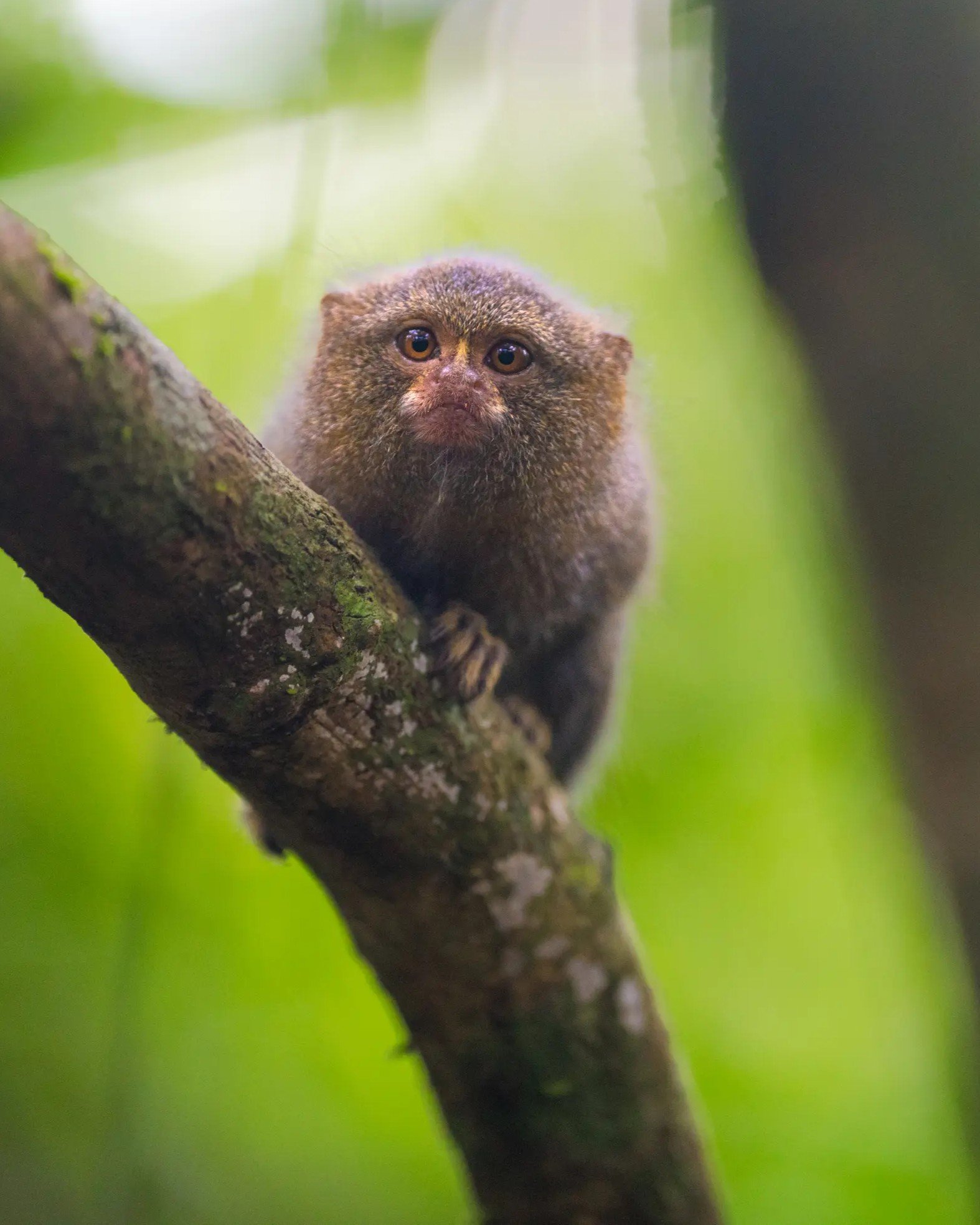 Viaje al Amazonas de Colombia: Selva y Biodiversidad