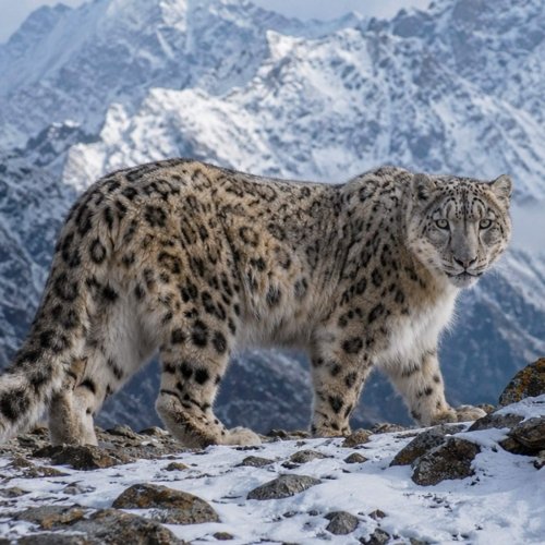 leopardo de las nieves
