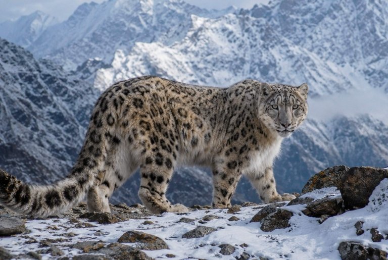 leopardo de las nieves
