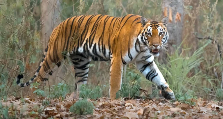 Safari Tigres en India