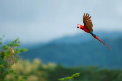Birdwatching tour en Costa Rica lapa roja