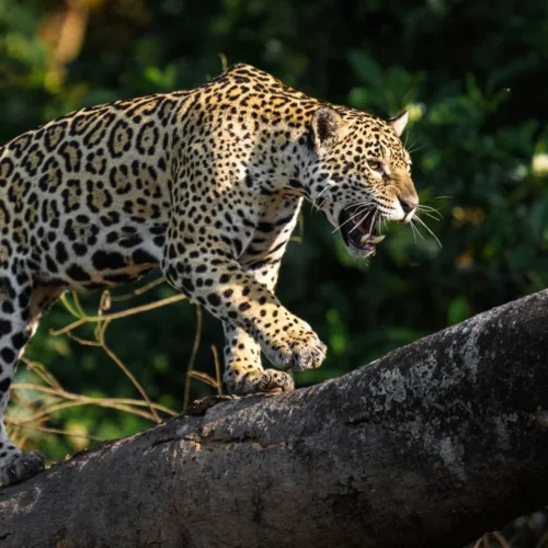 Safari de Jaguares en el Pantanal con Kike Arnaiz