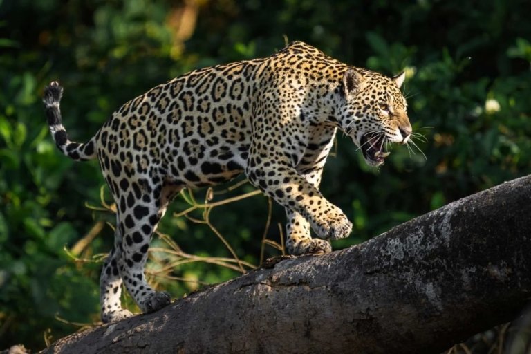 Safari de Jaguares en el Pantanal con Kike Arnaiz