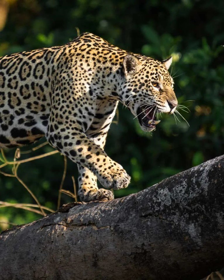 Safari de Jaguares en el Pantanal con Kike Arnaiz