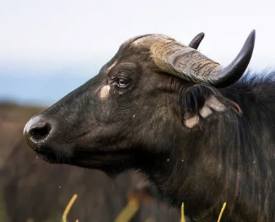 Safari en Tanzania con Kike Arnaiz