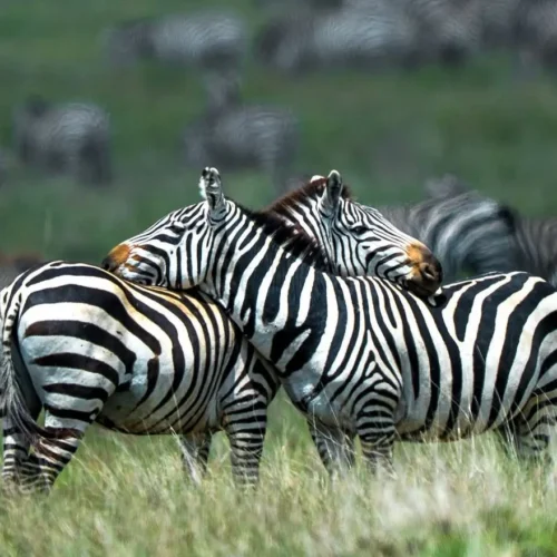 Zebras safari en Tanzania
