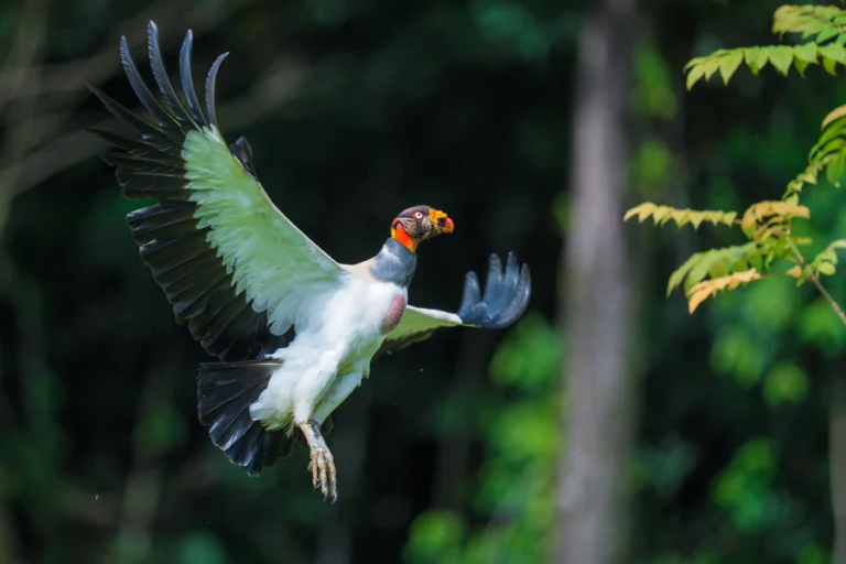 Viaje de Fauna en Costa Rica