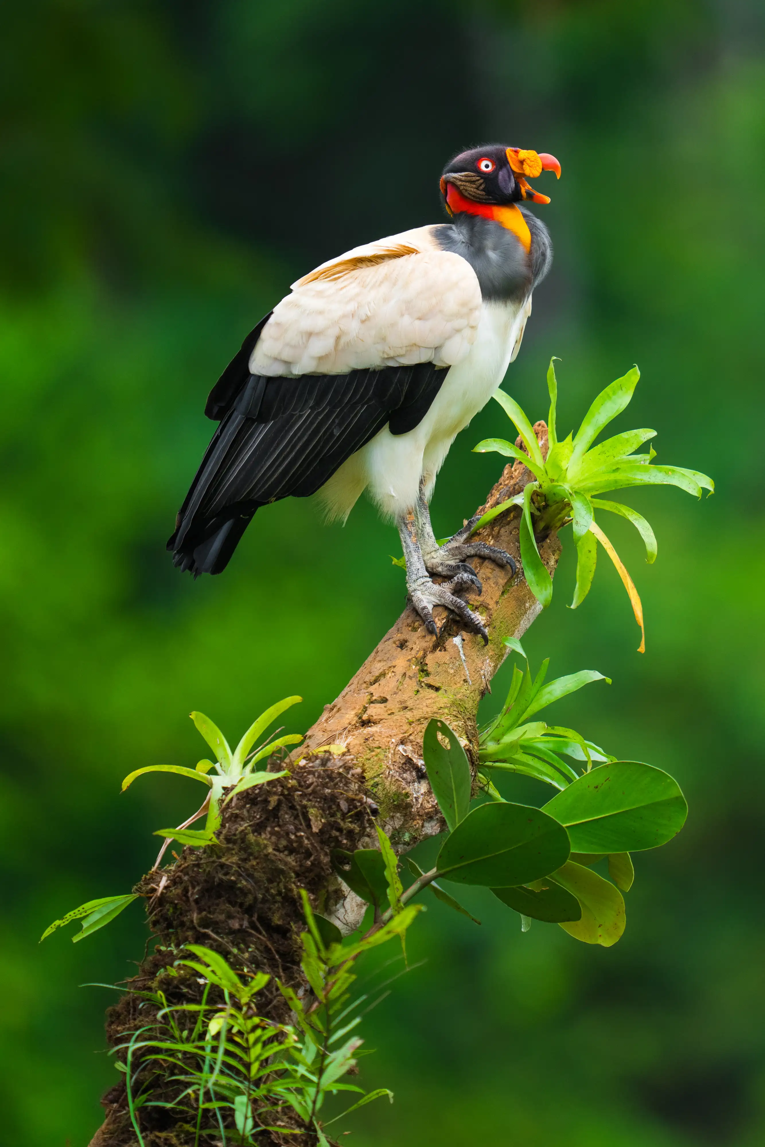 Viaje de Fauna en Costa Rica