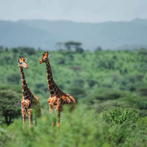 Jirafas en Kenia, Africa