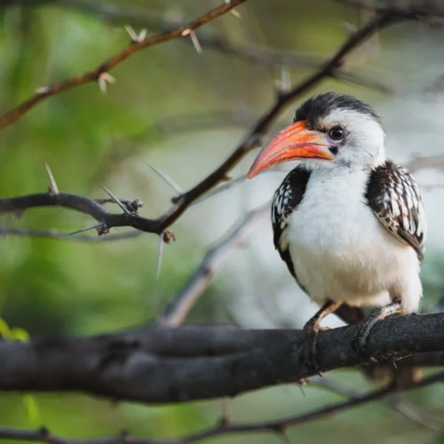 Birdwatching Kenia
