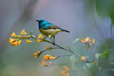 Birdwatching safari en kenia