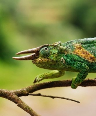 Camaleon Uganda Salvaje