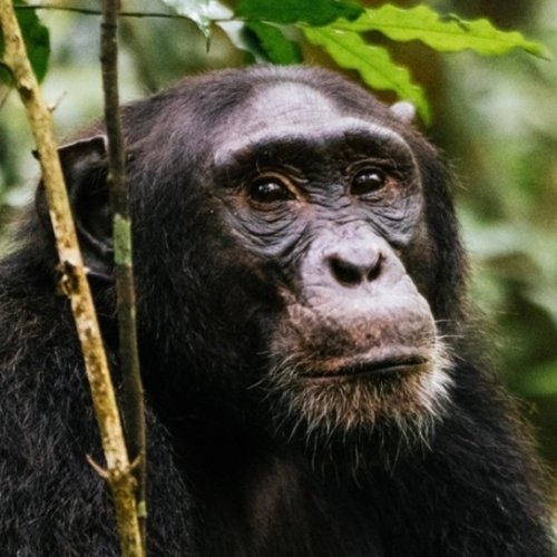 Chimpance viaje a Uganda
