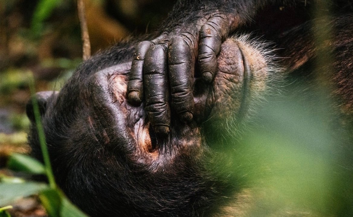 Viaje a Uganda para ver chimpances