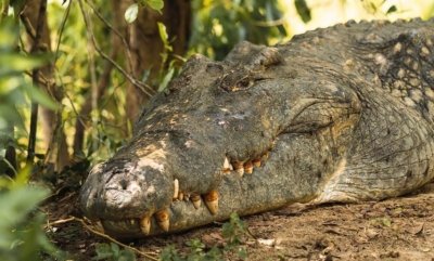 Cocodrilo viaje a Uganda