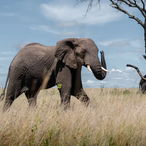 Elefantes safari africano