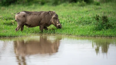 Fauna salvaje de Kenya, Africa