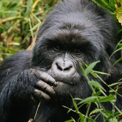 Gorillas de Uganda viaje fotografico