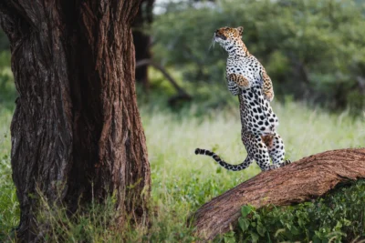 Leopardo Safari en Kenya