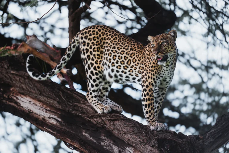 Safari en Kenia: De Samburu a Maasai Mara
