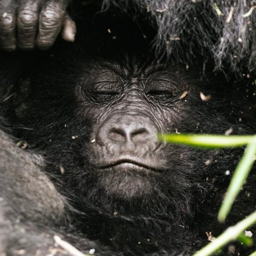 Primates de Uganda
