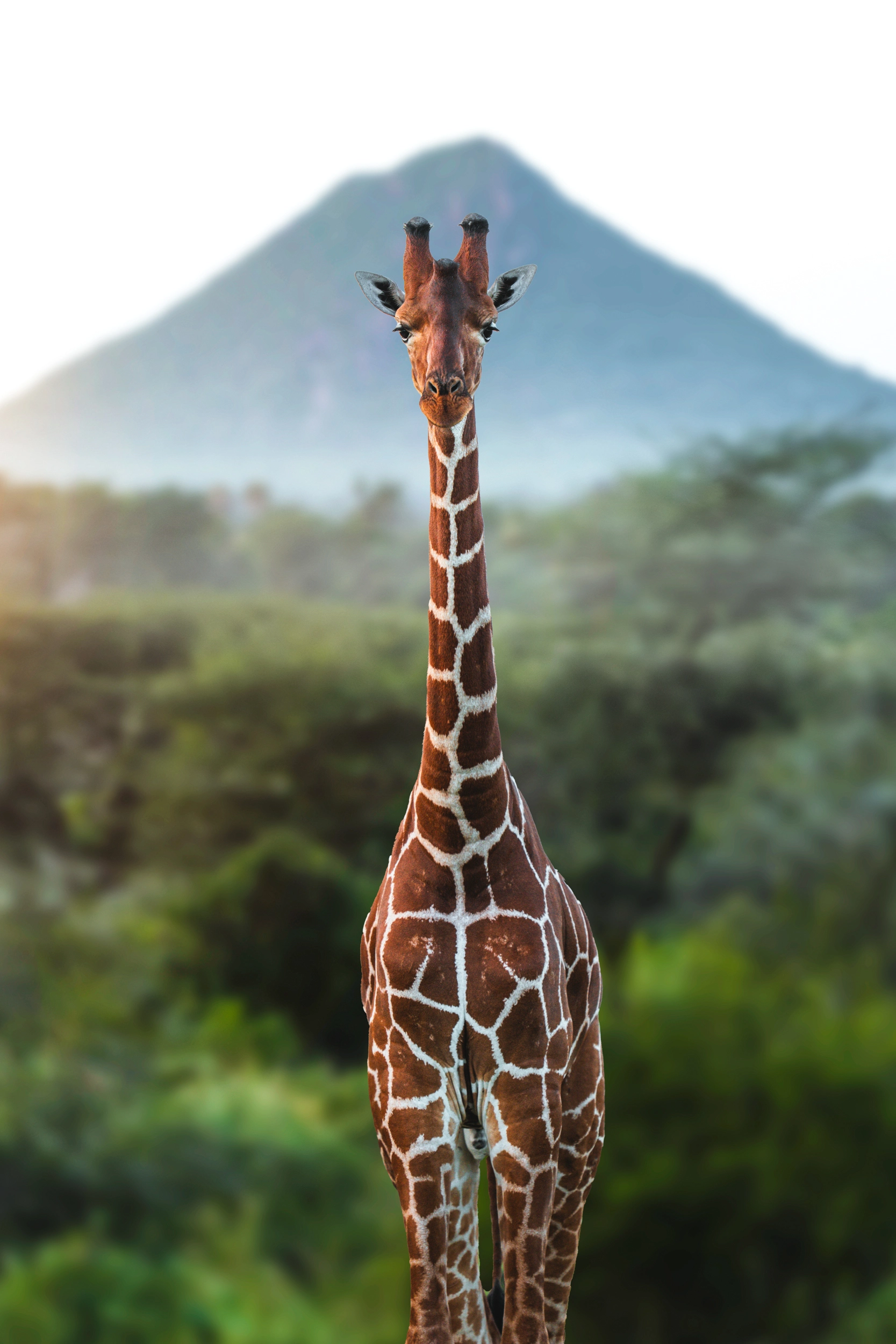 Safari en Kenya: De Samburu al Corazón del Maasai Mara