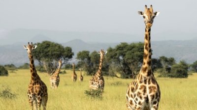 Safari en Uganda