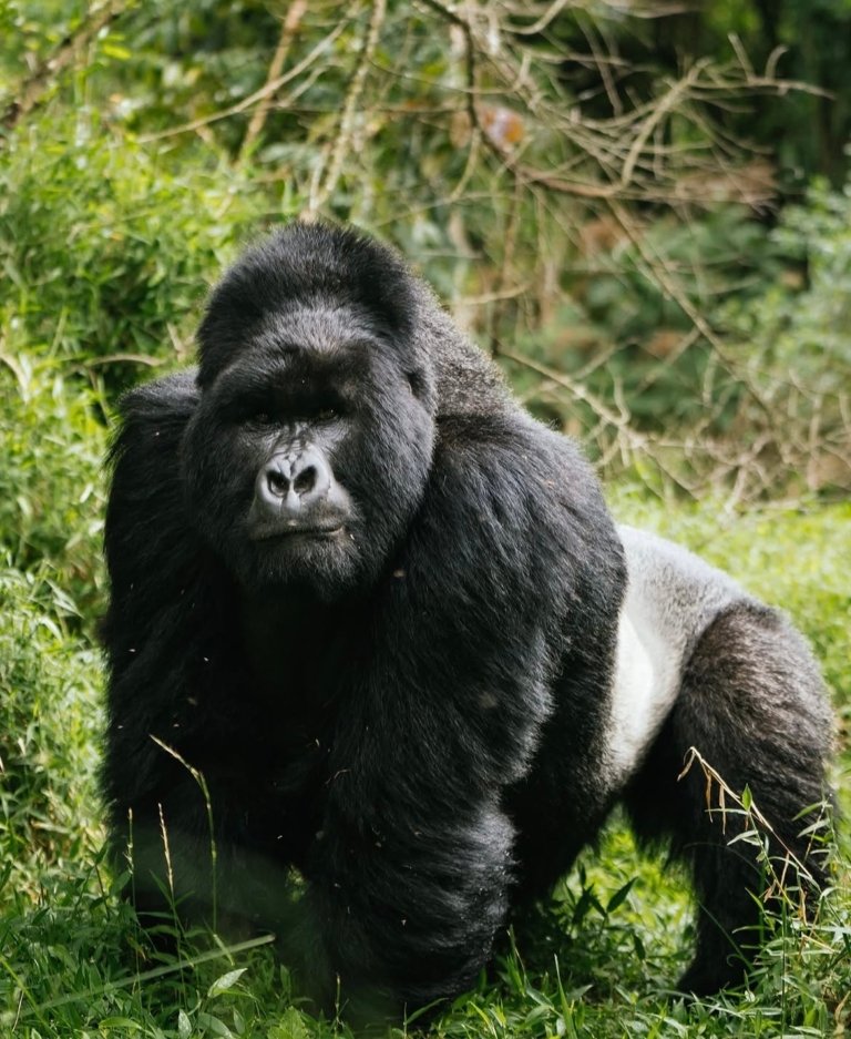 Uganda: Gorillas, Sabana y Selva Tropical
