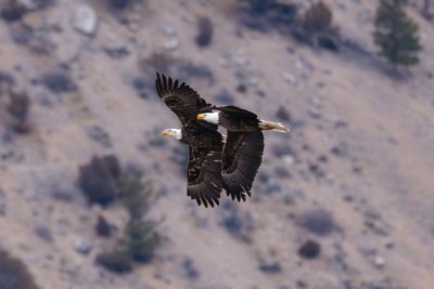 Aguilas en el Parque Nacional Yellowstone