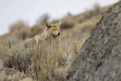 Fauna de Yellowstone