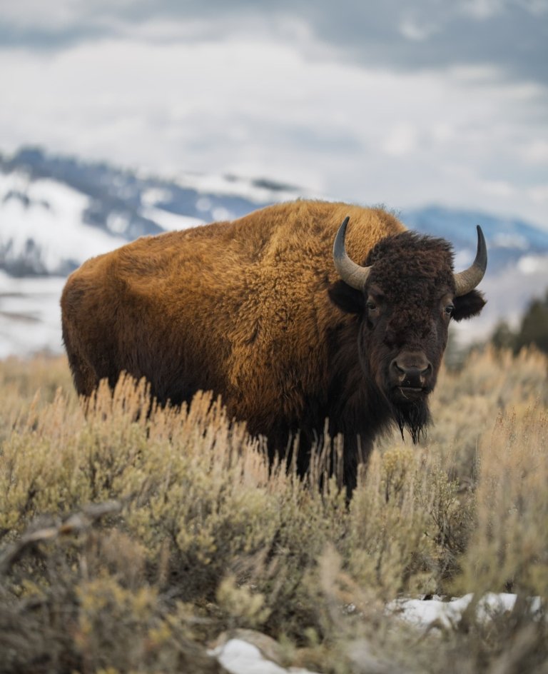 Viaje fotográfico a Yellowstone con Greg Nature y Alejandro Sánchez