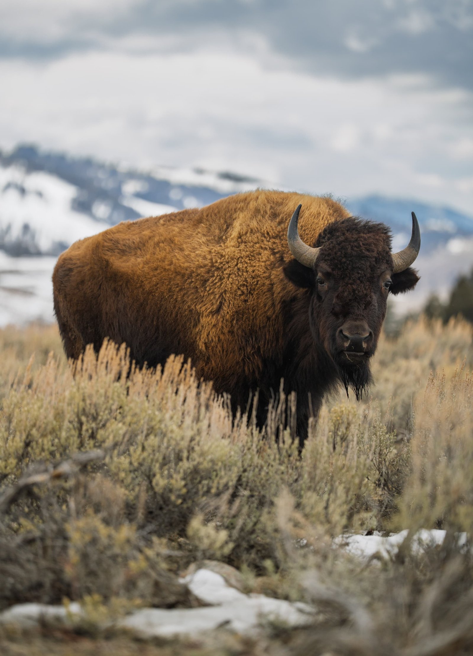 Viaje fotográfico a Yellowstone con Greg Nature y Alejandro Sánchez