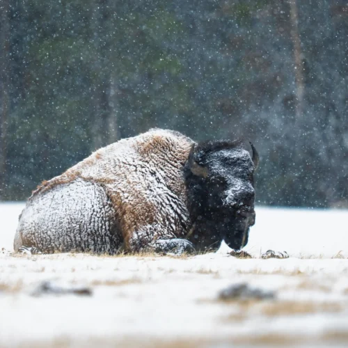 Invierno en Yellowstone