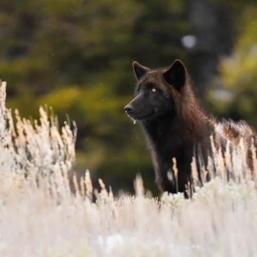 Lobo viaje a yellowstone
