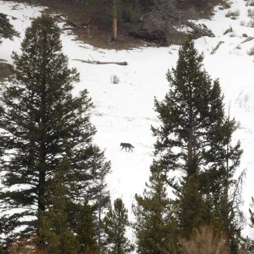 Paisajes de Yellowstone