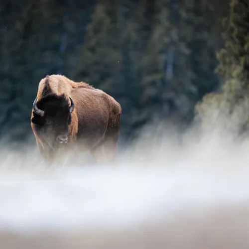Viaje fotográfico a Yellowstone