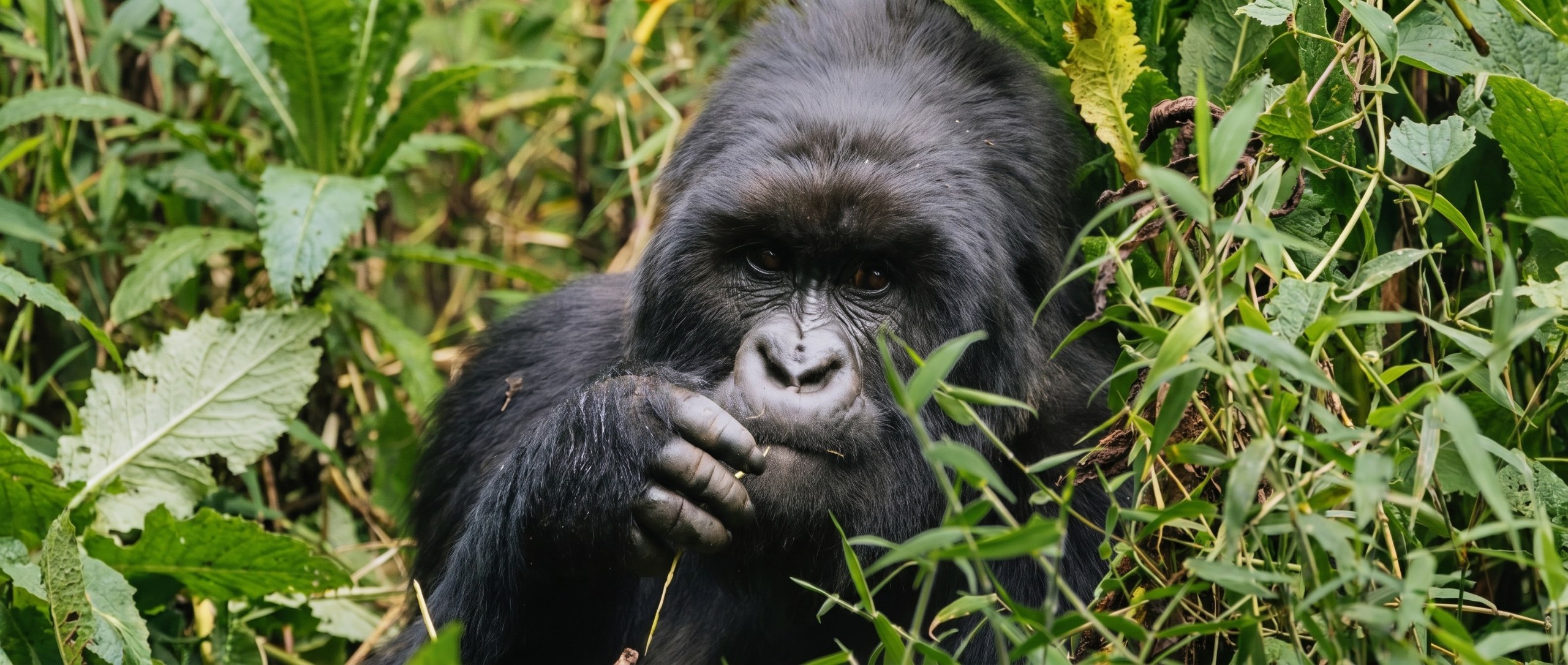 Gorila de montaña comiendo en la selva de Uganda